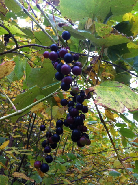 grapes 2013