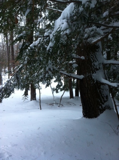 Snowfall in Maine