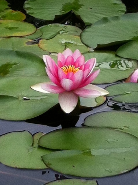 Another spectacular lilly from my water garden!