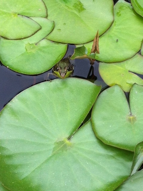 We have many pet frogs :)