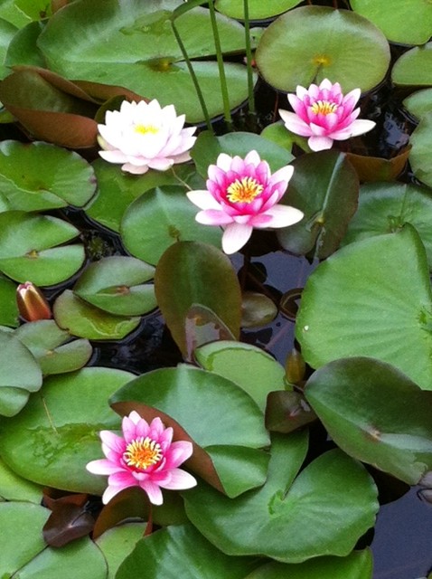 And a lovely light pink too