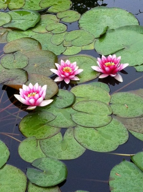 My water garden, June 5th, 2014