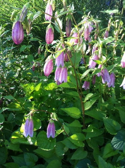 Midsummer Garden